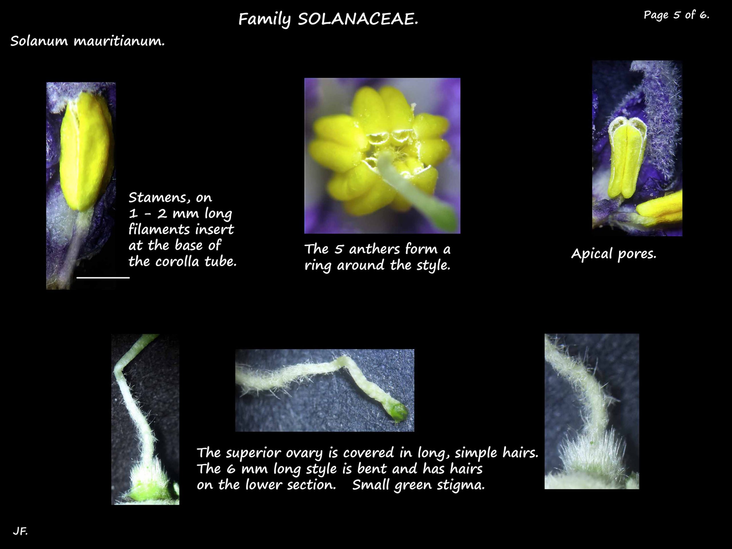 5 Solanum mauritianum stamens